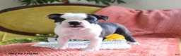 Boston Terrier dogs for sale: Ashton - Ad 4