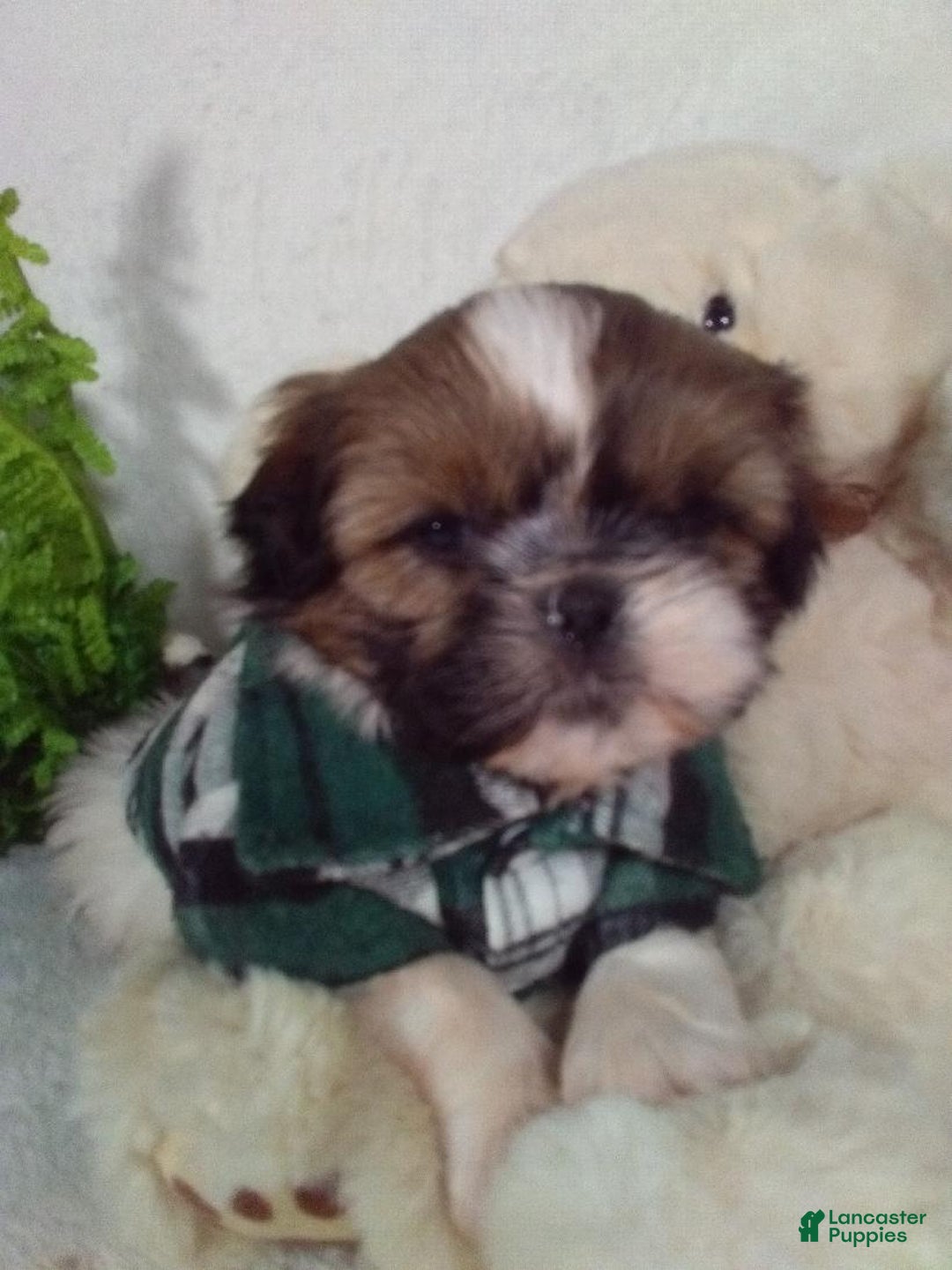 Shih Tzu dogs for sale: Riley - Ad 2
