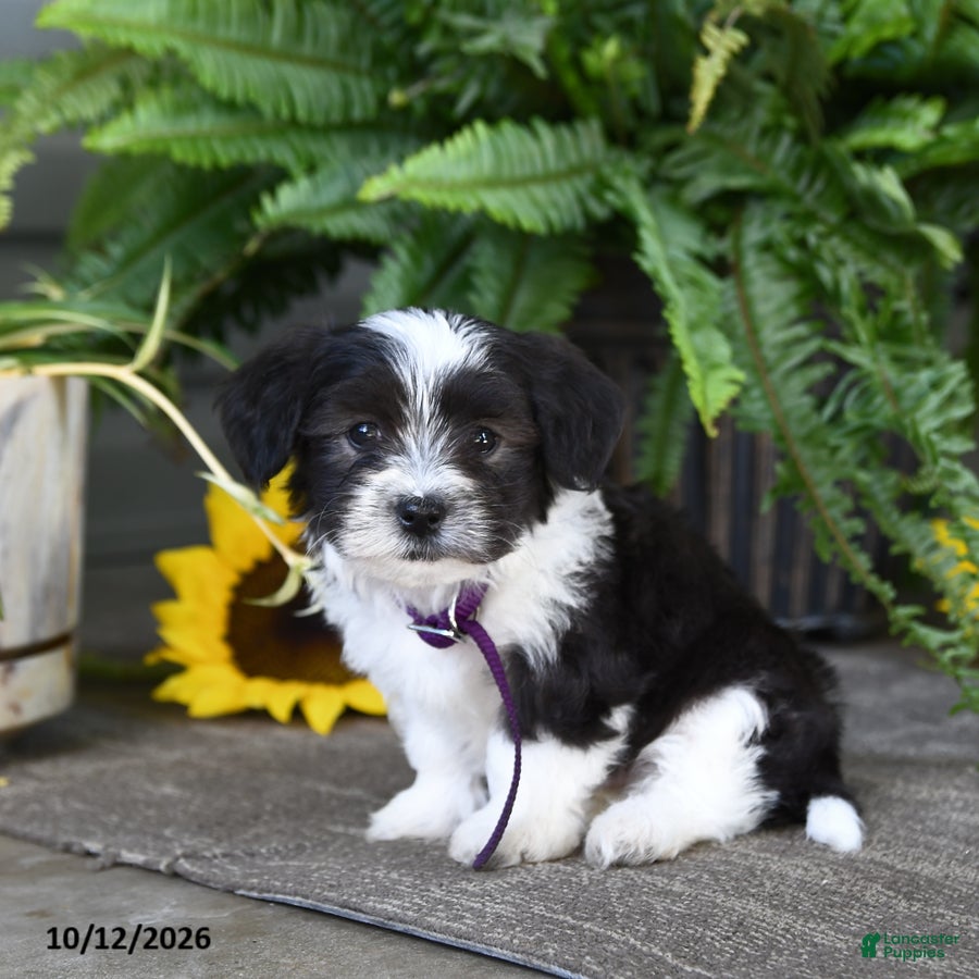 Mixed Breed dogs for sale: Monty - Ad 2