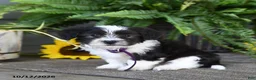 Mixed Breed dogs for sale: Monty - Ad 2