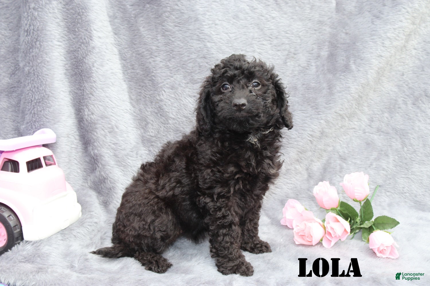 Mini Goldendoodle dogs for sale: Lola - Ad 3