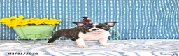 Boston Terrier dogs for sale: Mercida - Ad 2