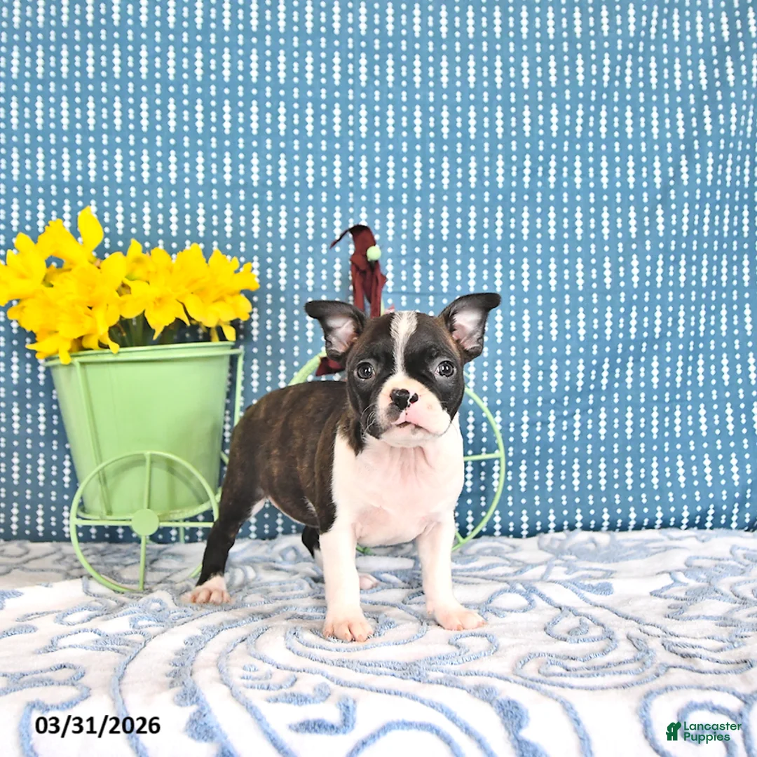 Boston Terrier dogs for sale: Mercida - Ad 2