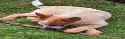 Australian Cattle Dog dogs for sale: Finnigan/Fin - Ad 2