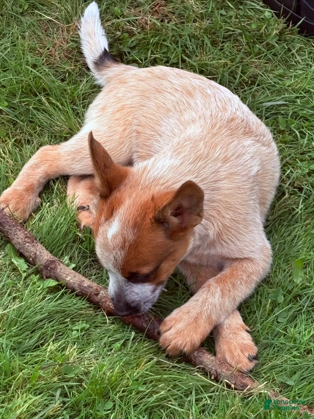 Australian Cattle Dog dogs for sale: Finnigan/Fin - Ad 2