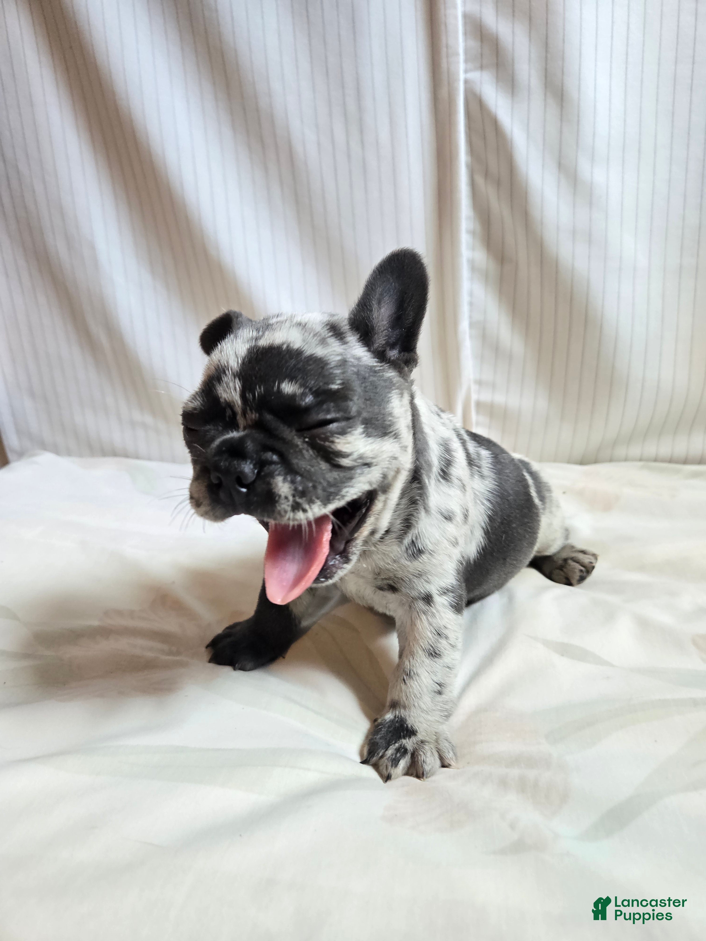 French Bulldog dogs Oslo - Ad 1