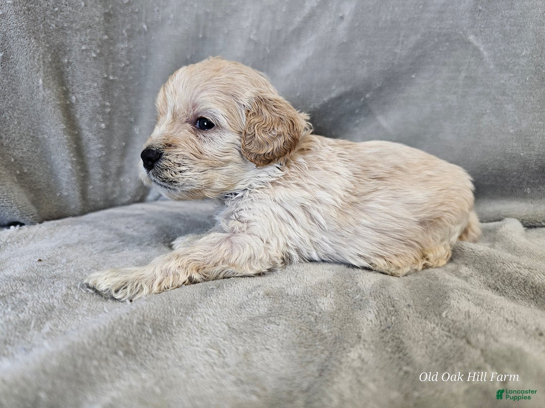 Cavapoo dogs for sale: Alfredo - Ad 9