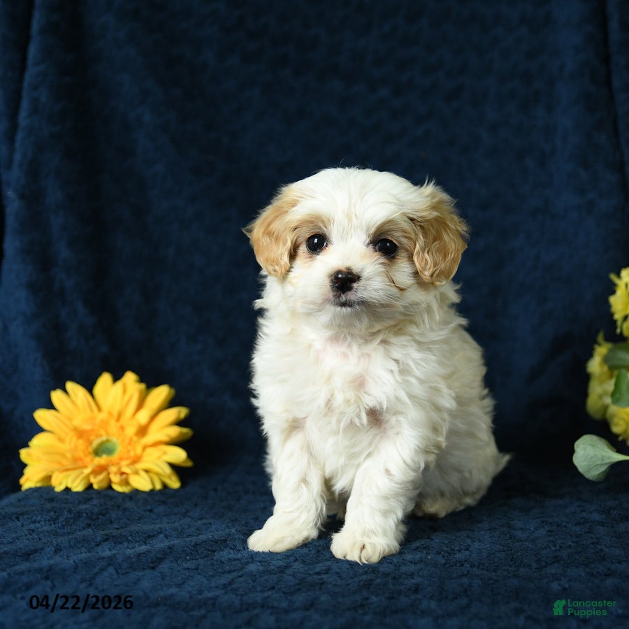 Mixed Breed dogs Layla - Ad 1