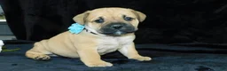Mixed Breed dogs for sale: Roscoe - Ad 3
