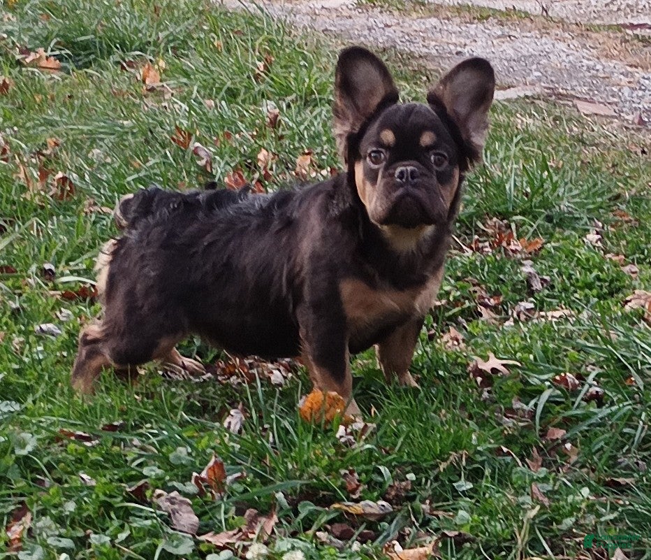 French Bulldog dogs Rootbeer - Ad 29