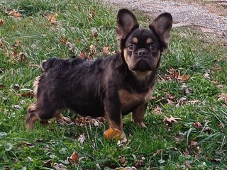 French Bulldog dogs Rootbeer - Ad 6