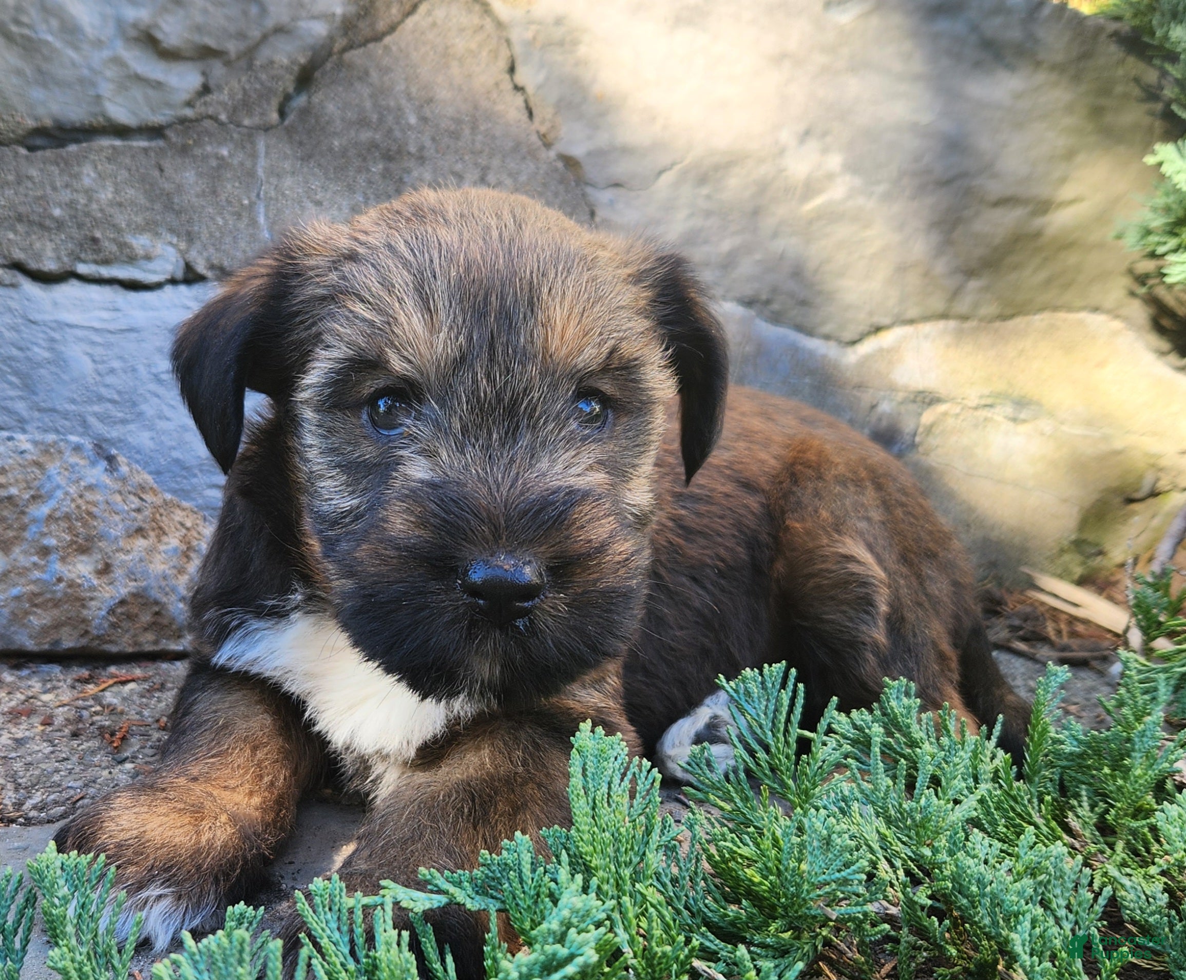Mixed Breed dogs for sale: Bear - Ad 1