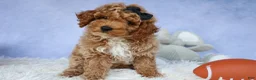 Miniature Poodle dogs for sale: WADE - Ad 2
