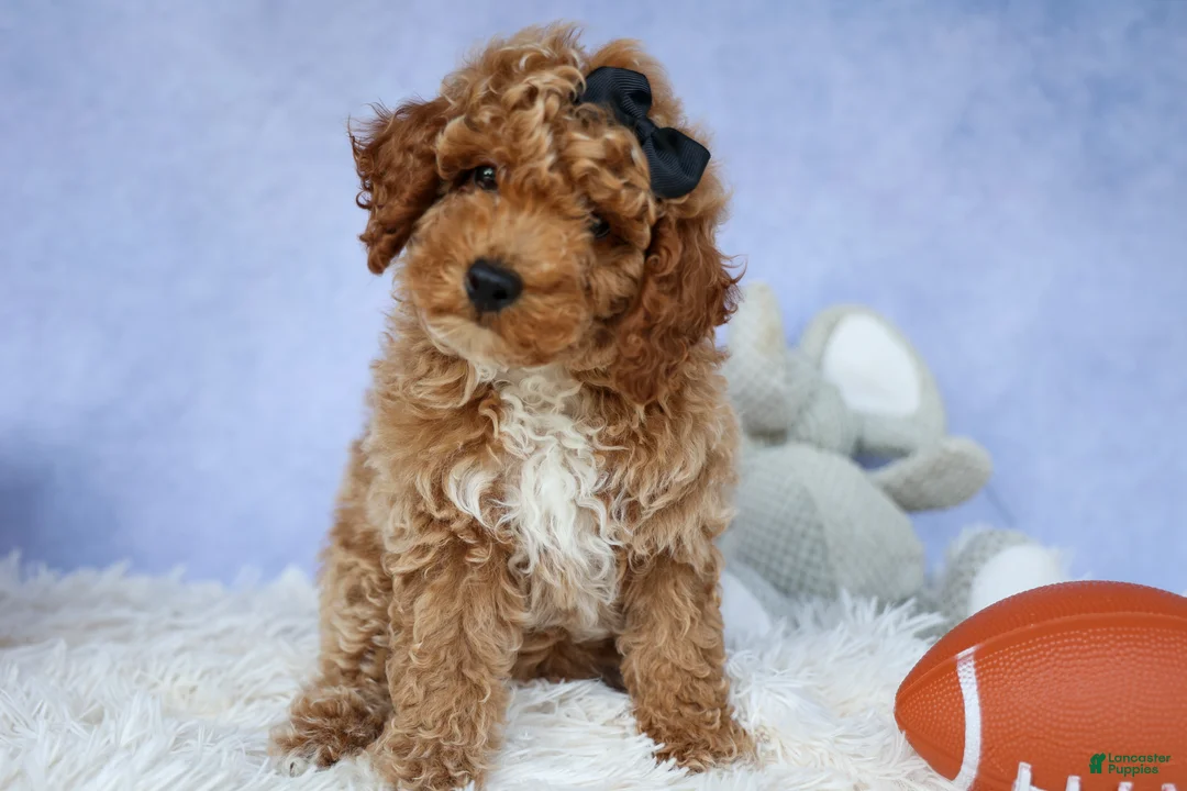 Miniature Poodle dogs for sale: WADE - Ad 2