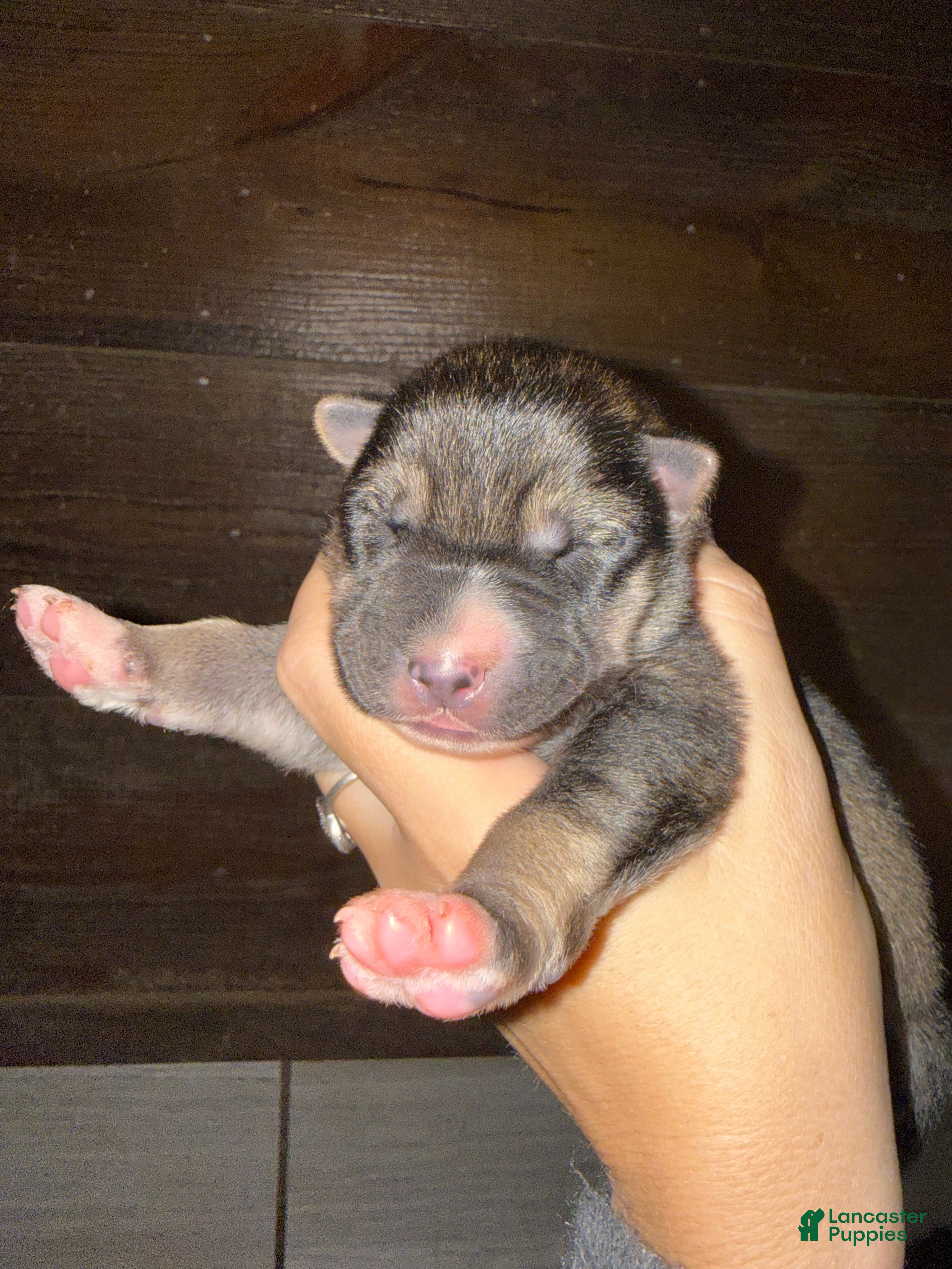 Gerberian Shepsky dogs Blue - Ad 8