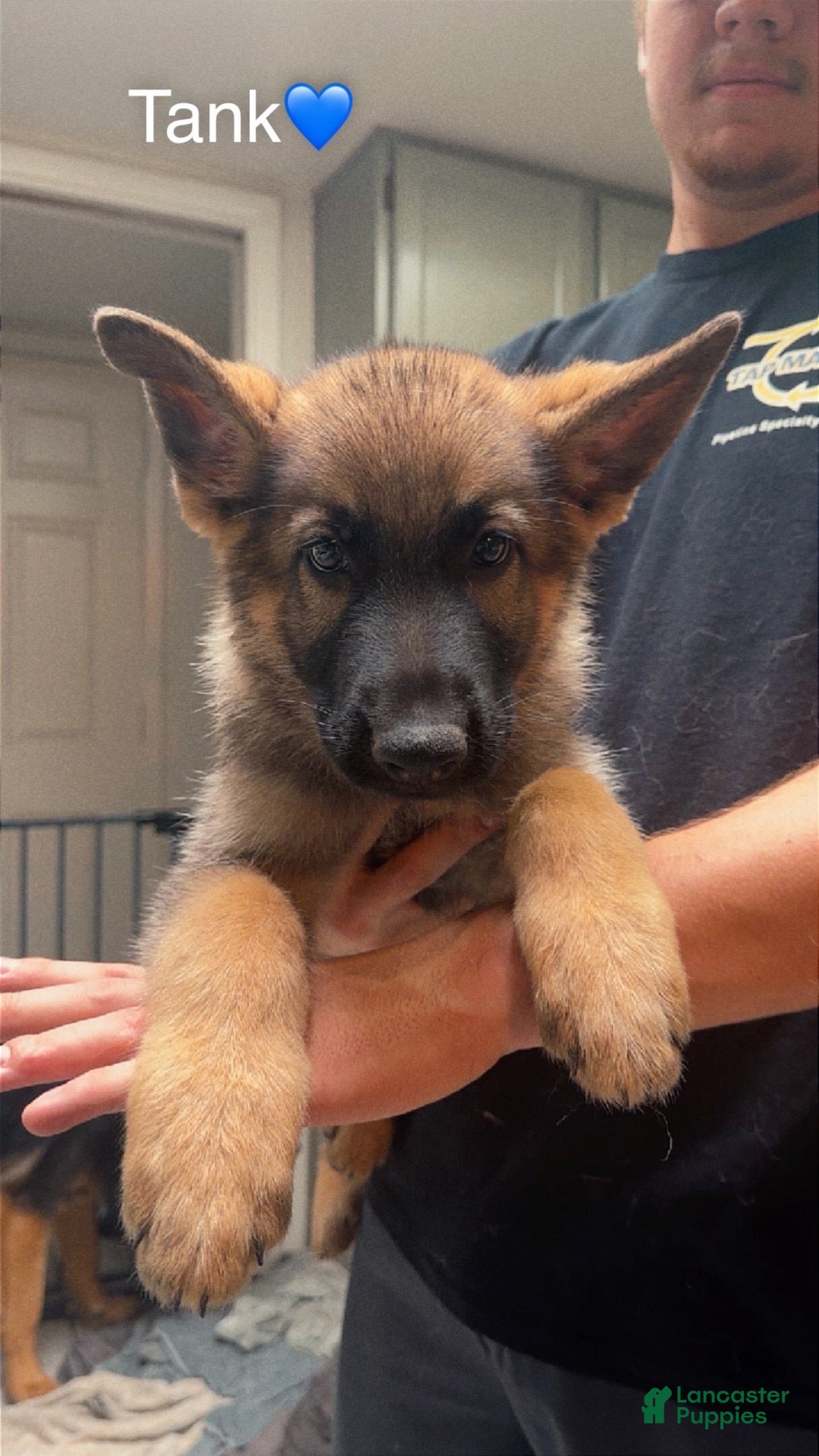 German Shepherd dogs Tank - Ad 8