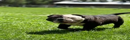 Olde English Bulldogge dogs for sale: Olde English Bulldogge 1 - Ad 2