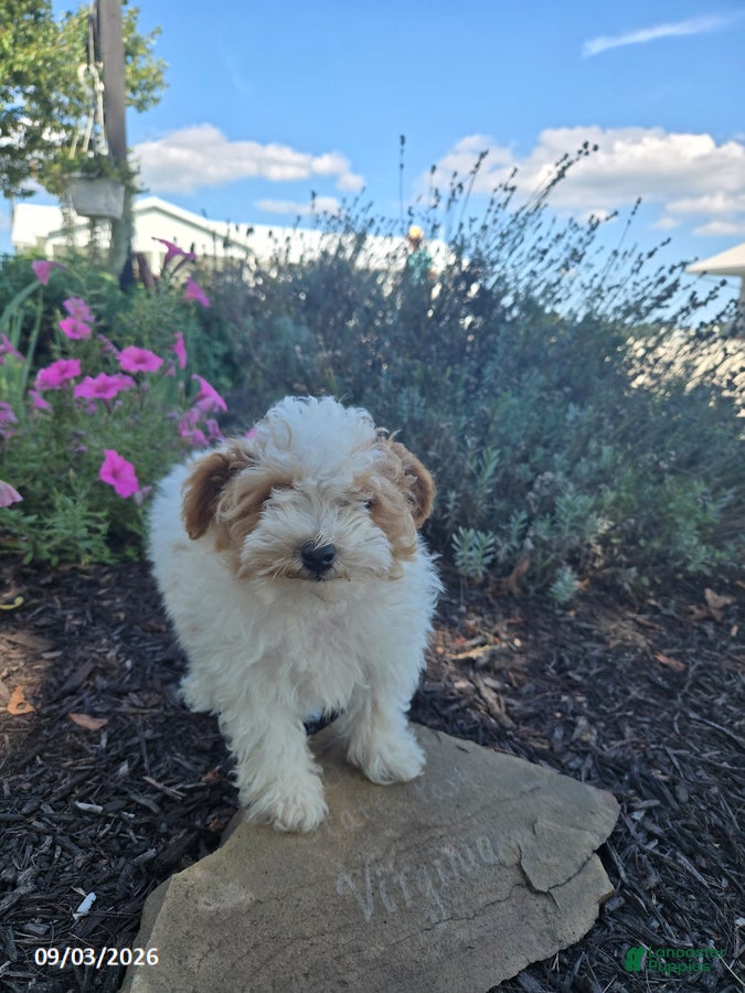Miniature Poodle dogs Jack - Ad 1