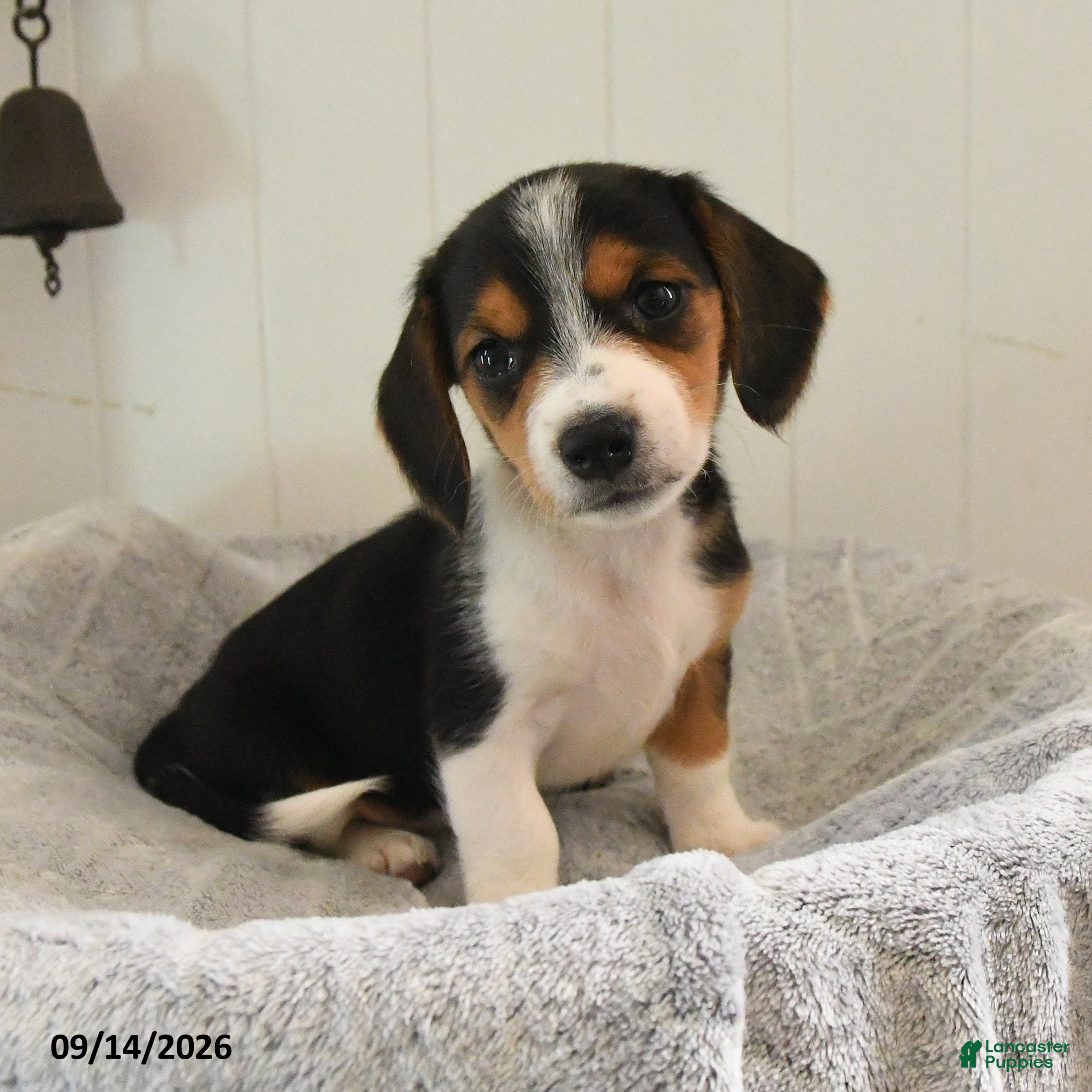 Mixed Breed dogs Smartie - Ad 2