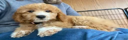 Mini Goldendoodle dogs for sale: Sugar - Ad 1