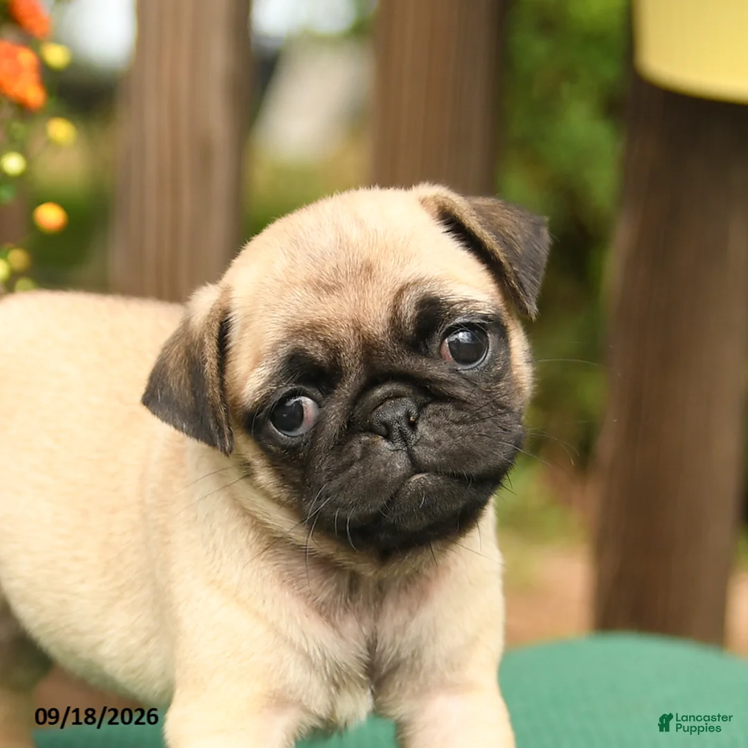 Pug dogs for sale: Mango - Ad 5