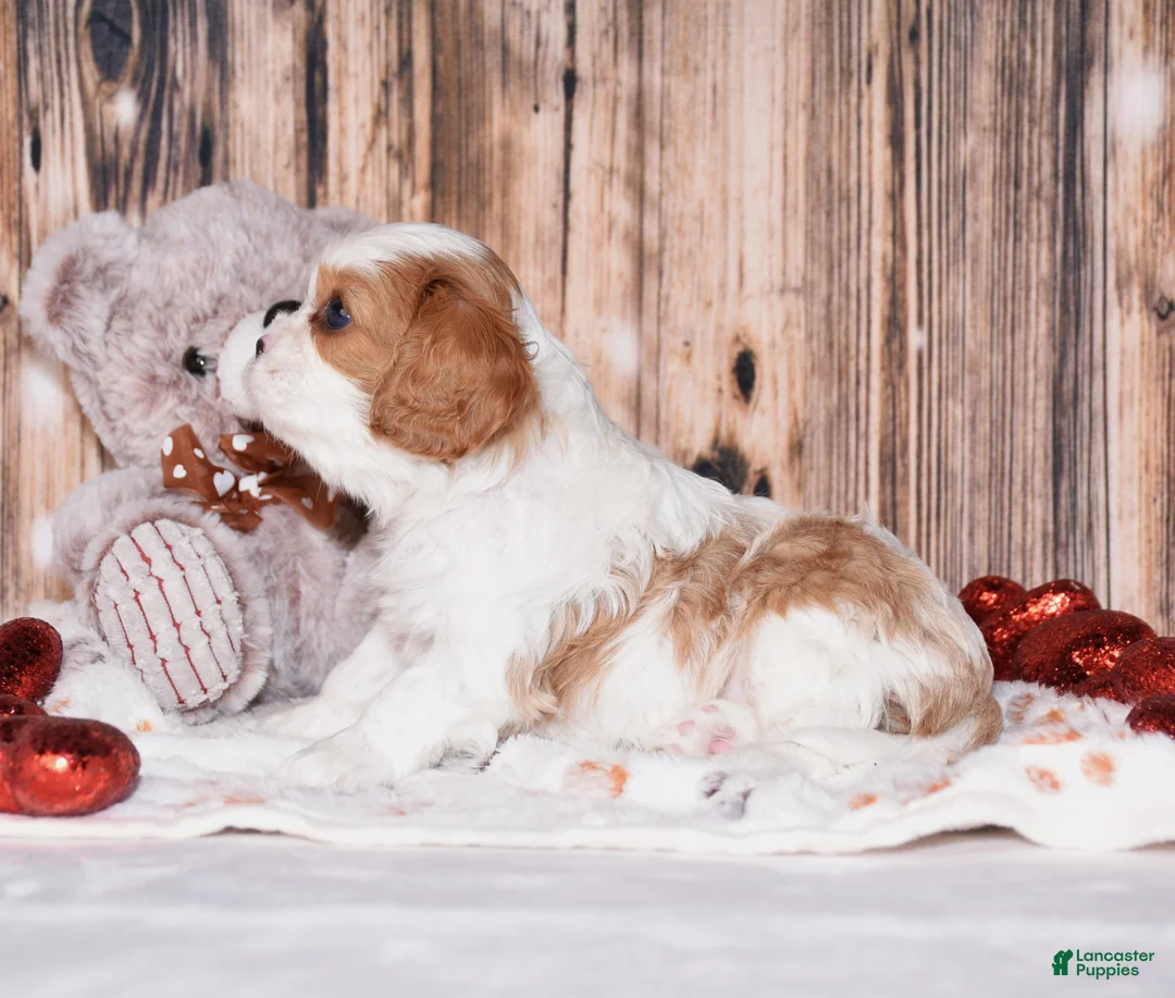 Cavalier King Charles Spaniel dogs for sale: Almond - Ad 4