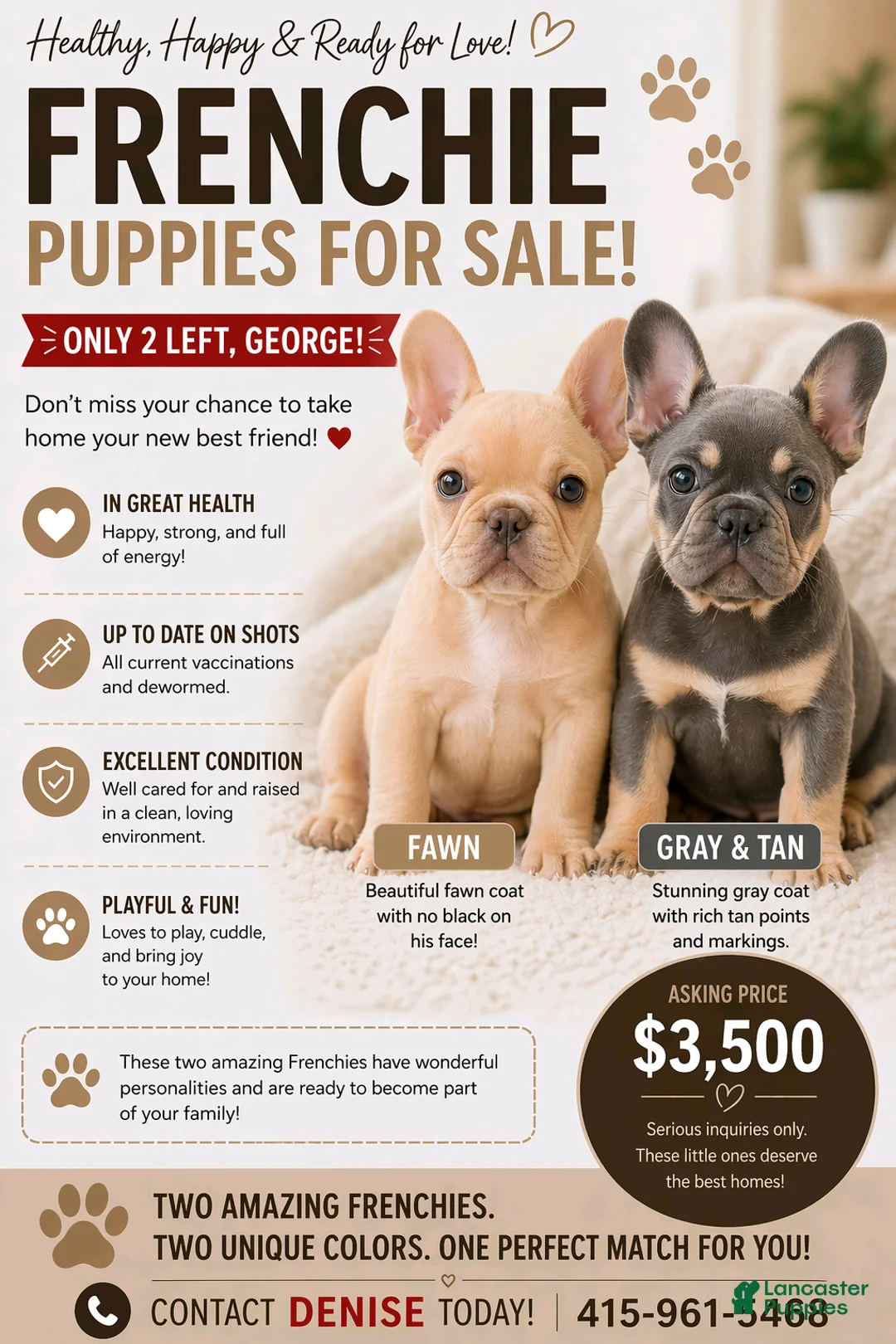 French Bulldog dogs for sale: French Bulldog Puppy 1 - Ad 2