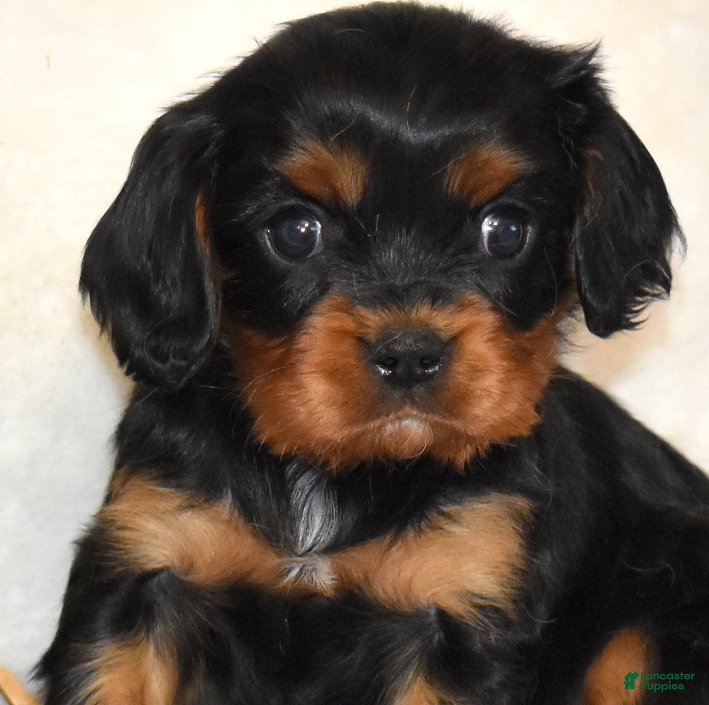 Cavalier King Charles Spaniel dogs Truffle  - Ad 2