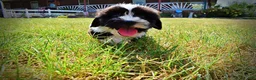 Havapoo dogs for sale: Kibbles - Ad 20