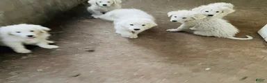 Great Pyrenees Puppy 2