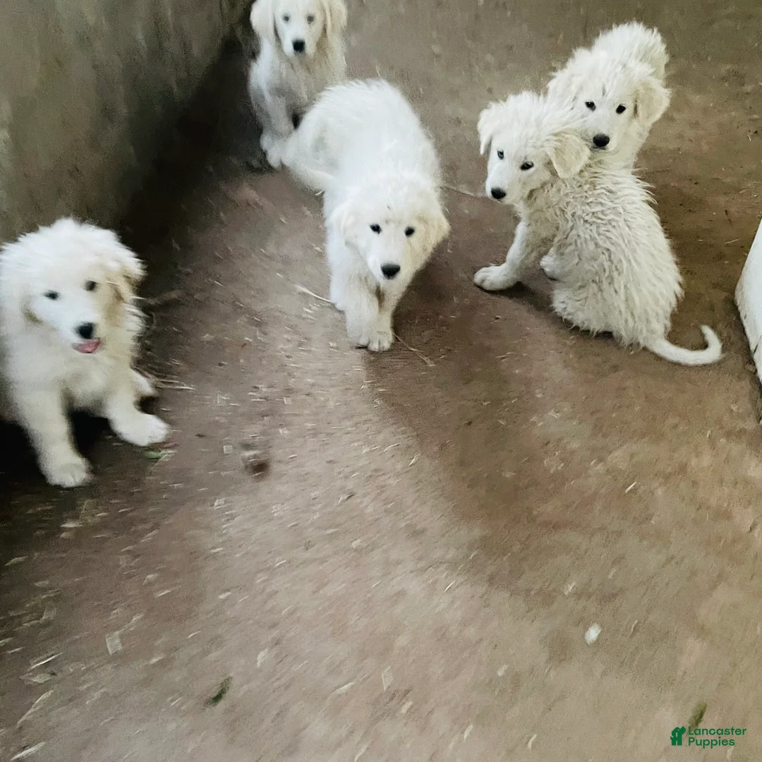Great Pyrenees dogs for sale: Great Pyrenees Puppy 2 - Ad 1