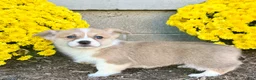 Welsh Corgi Pembroke dogs for sale: Sandra - Ad 3