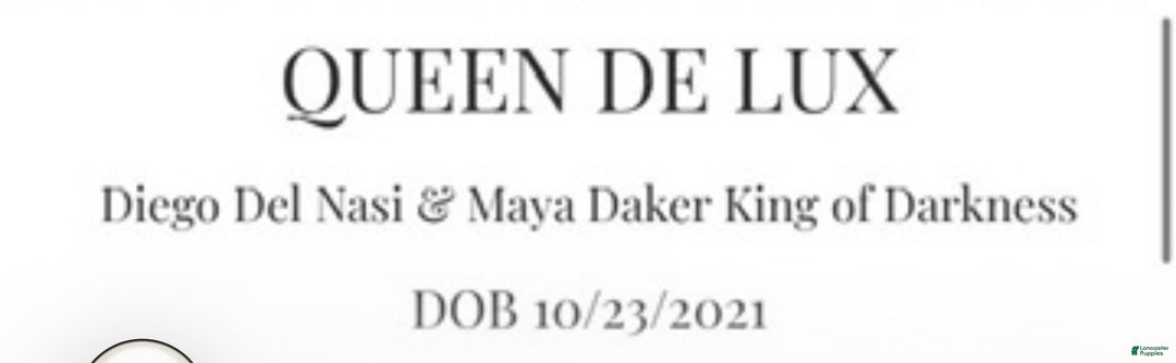 Doberman Pinscher dogs for sale: Doberman Pinscher Puppy 1 - Ad 2