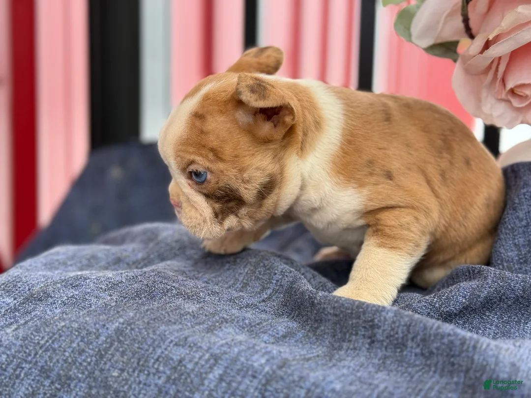 Boston Terrier dogs for sale: Billy - Ad 8