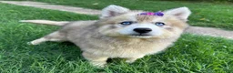 Siberian Husky dogs for sale: RISA - Ad 23