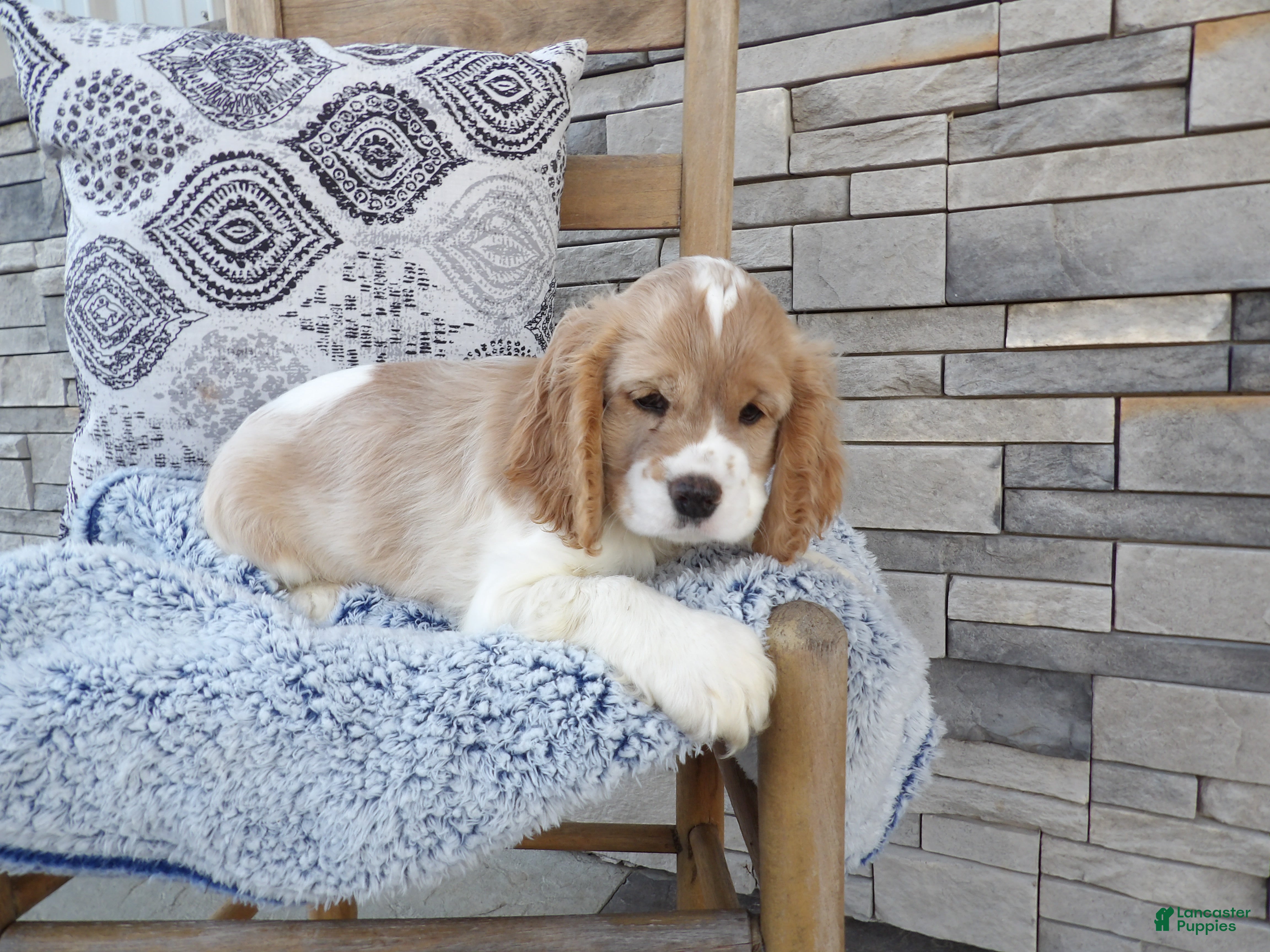 Cocker Spaniel dogs Milo - Ad 1