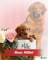 Golden Retriever dogs Millie  - Ad 41