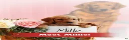 Golden Retriever dogs for sale: Millie  - Ad 1