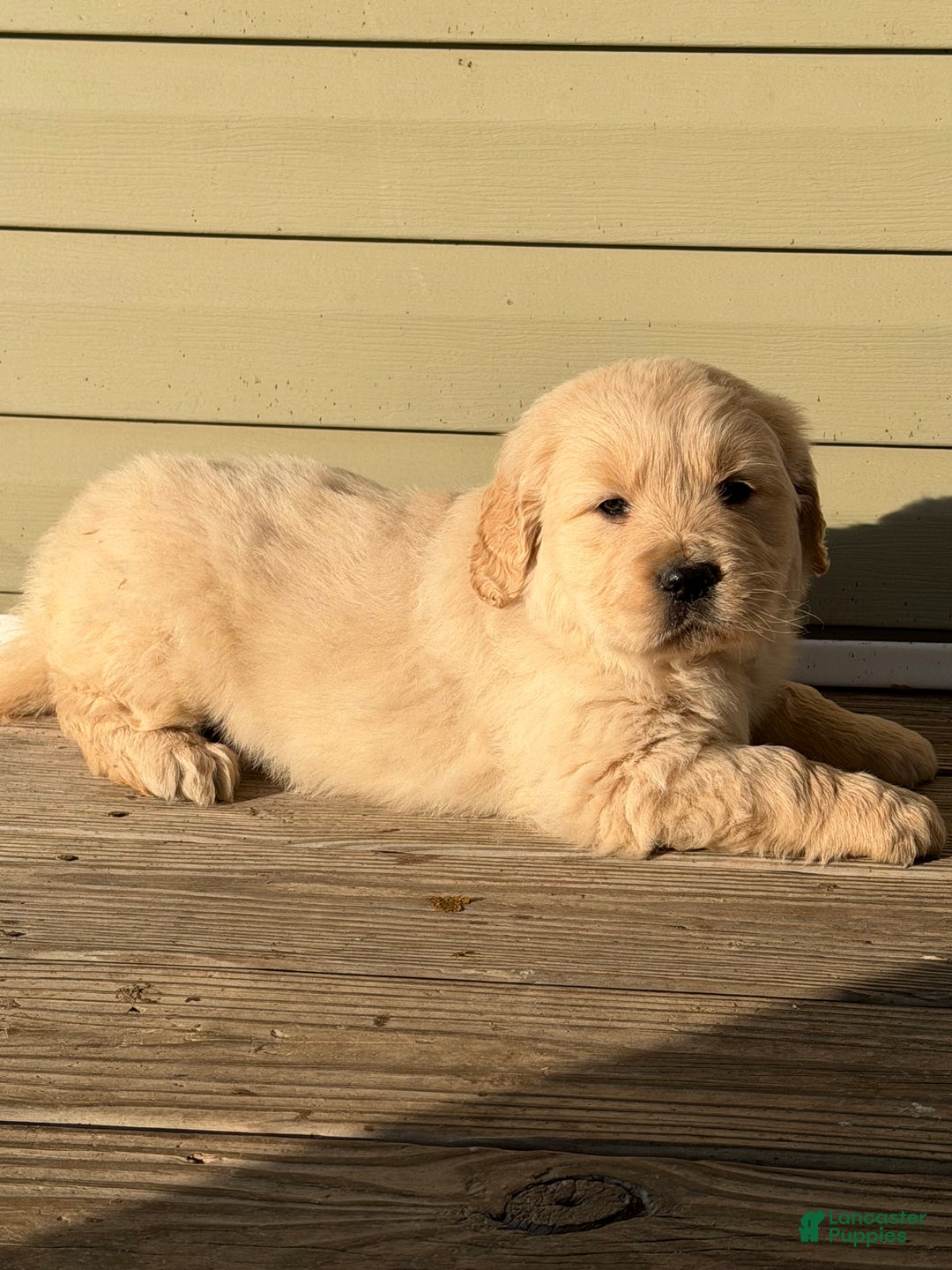 Golden Retriever dogs for sale: Nancy - Ad 3