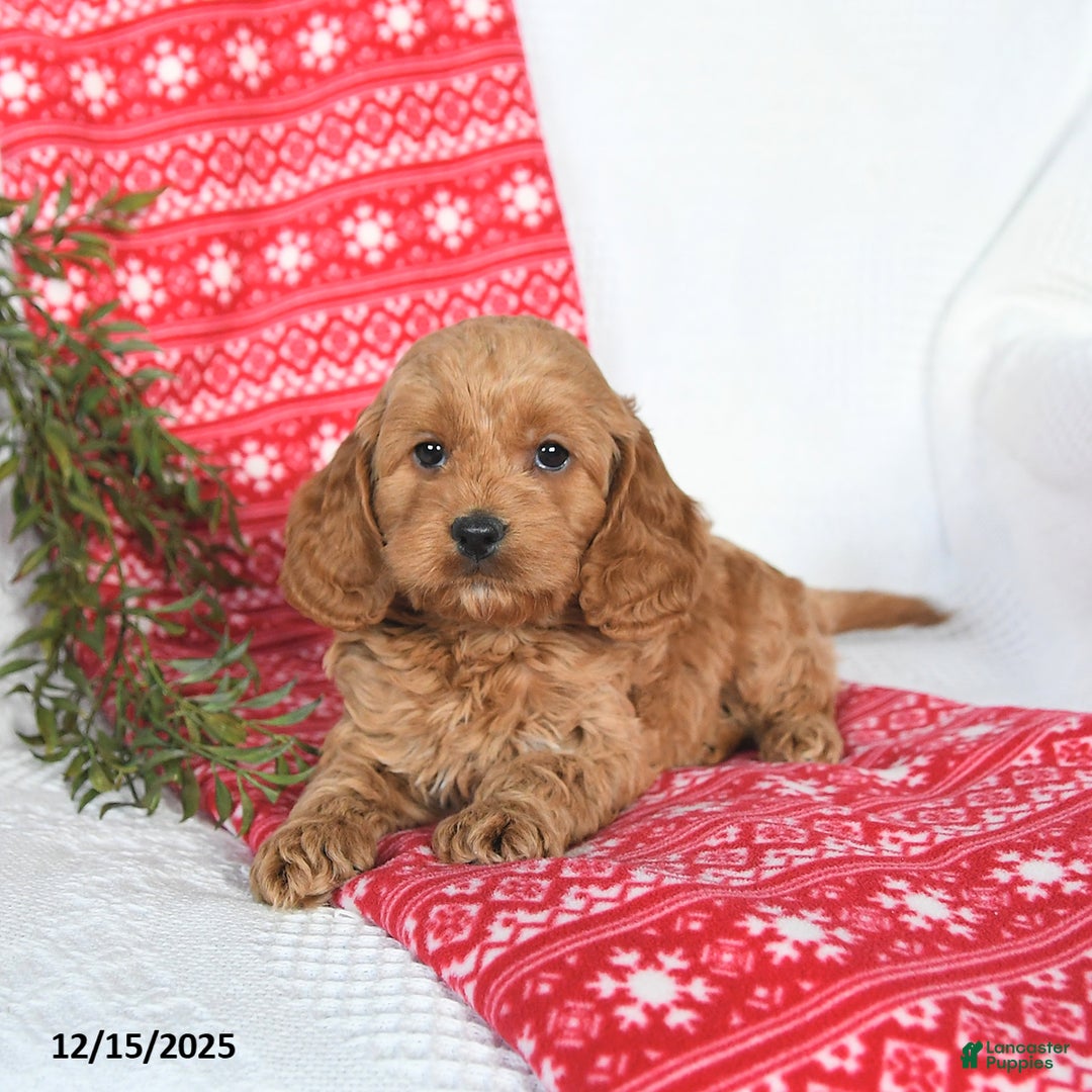 Cockapoo dogs for sale: Ozzy - Ad 3