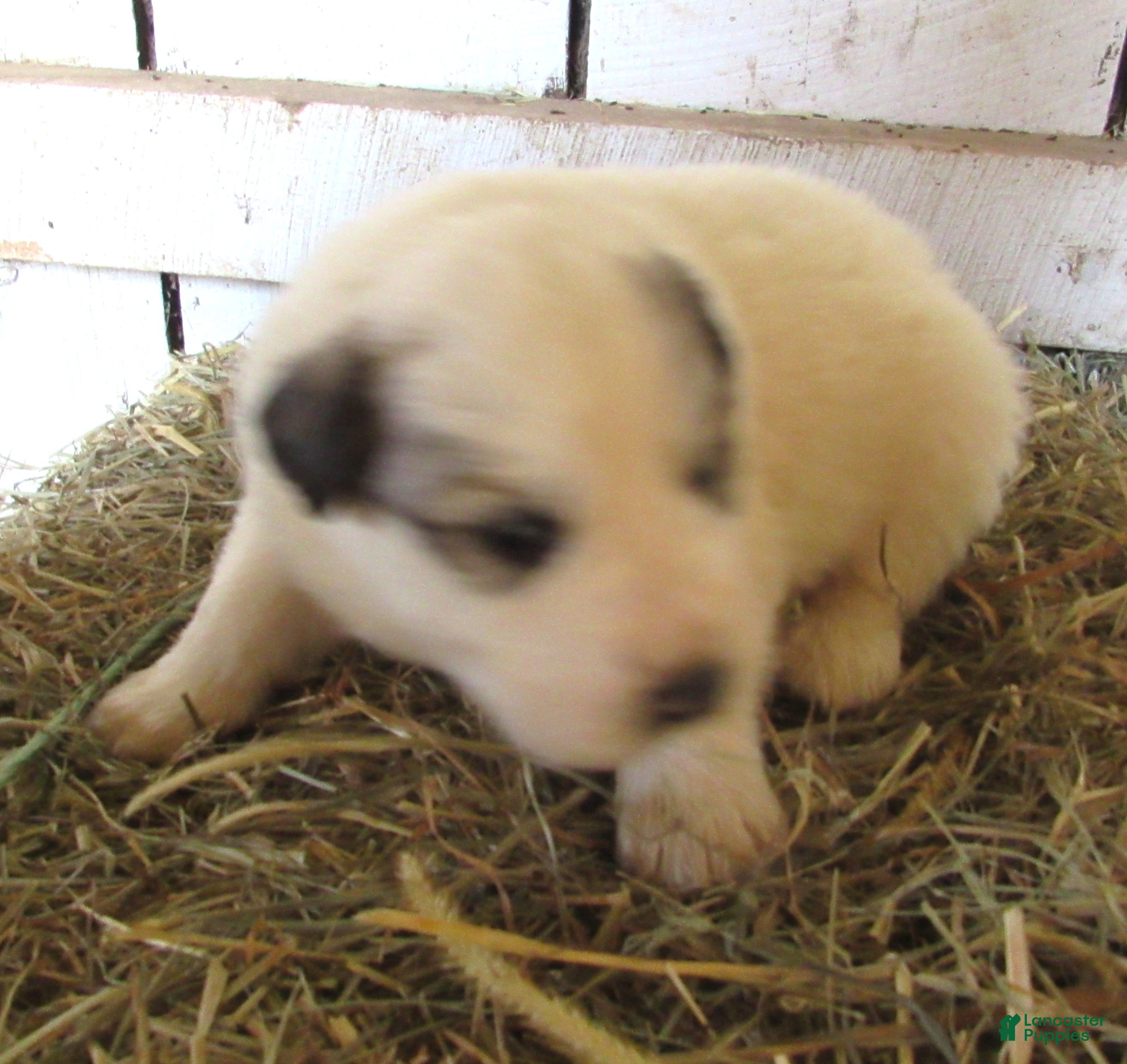 Great Pyrenees dogs Great Pyrenees Puppy 1 Badger Blue collar - Ad 2