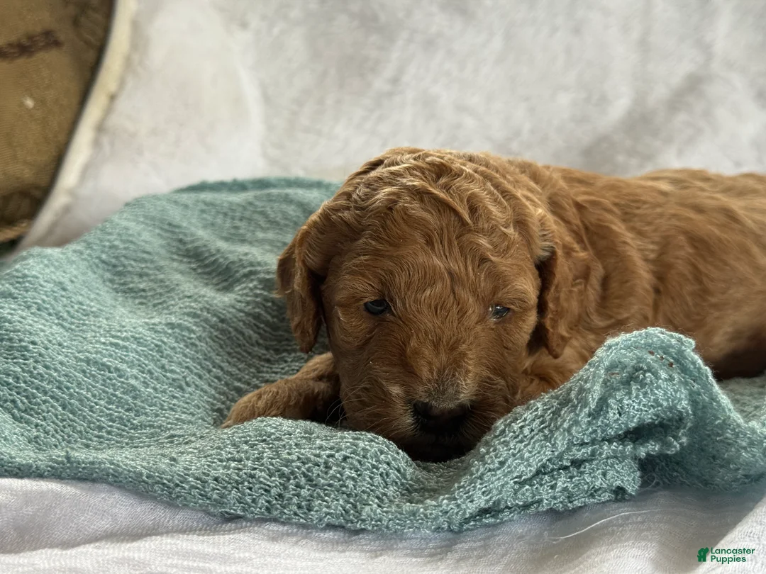 Cavapoo dogs for sale: Ace - Ad 4