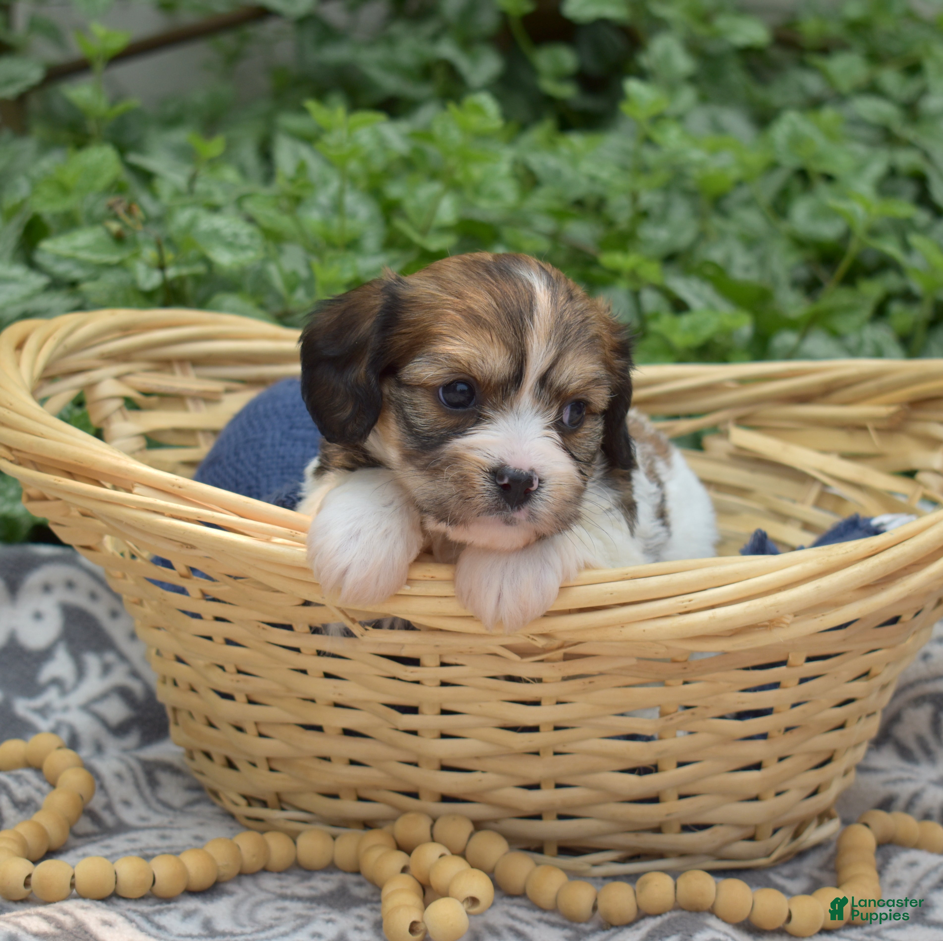 Cavachon dogs Navy - Ad 2