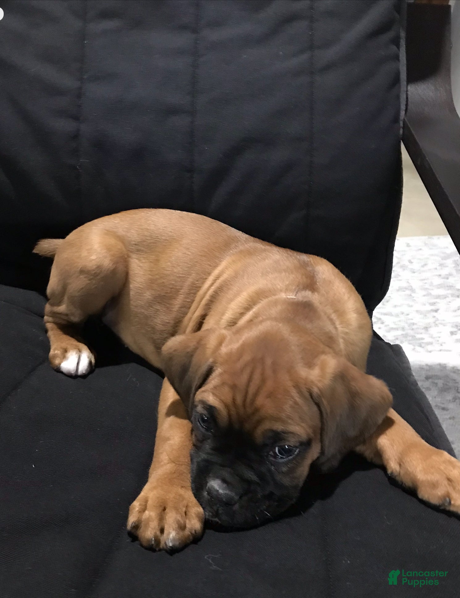 Boxer dogs Boxer Puppy 2 - Ad 2
