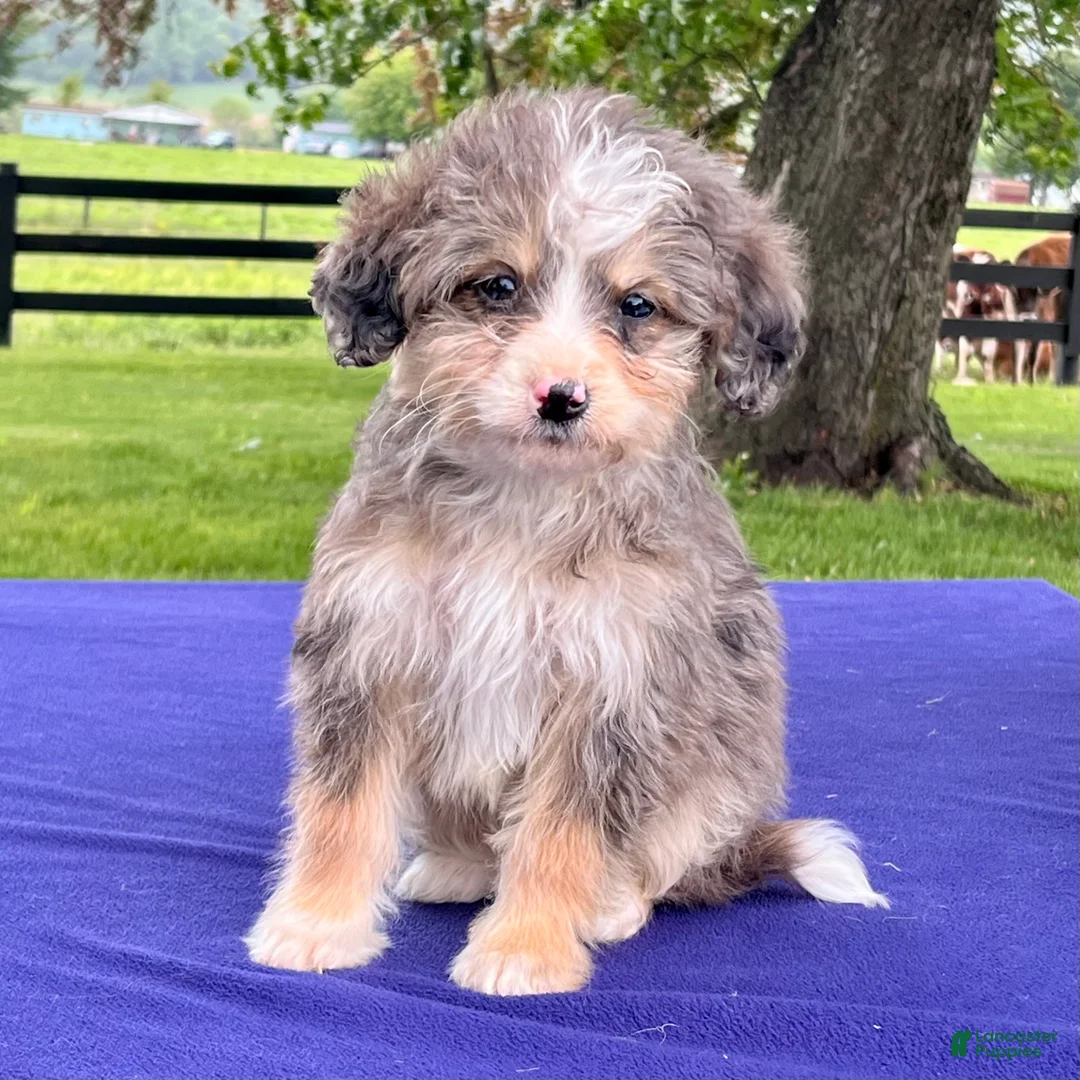 Bernedoodle dogs for sale: Nora - Ad 1