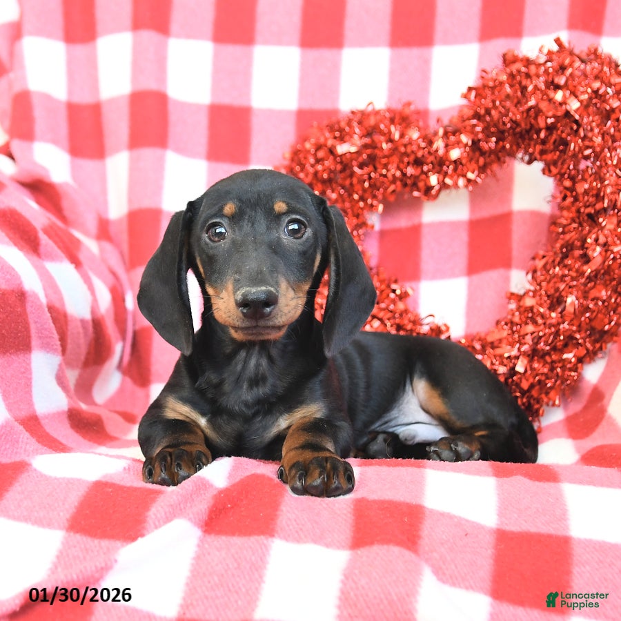 Miniature Dachshund dogs Dasher - Ad 2