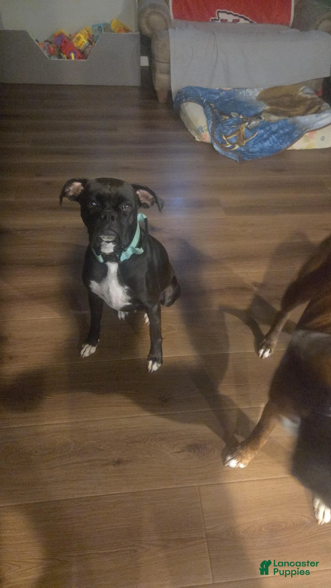 Boxer dogs for sale: Boxer 3 - Ad 2