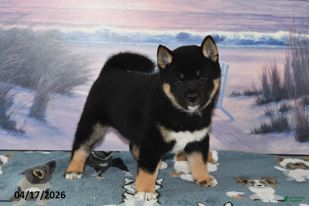 Shiba Inu dogs Ryan - Ad 2