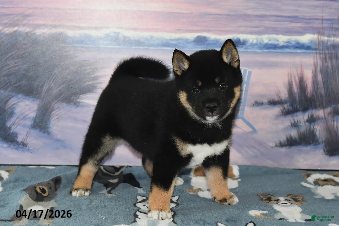 Shiba Inu dogs for sale: Ryan - Ad 2