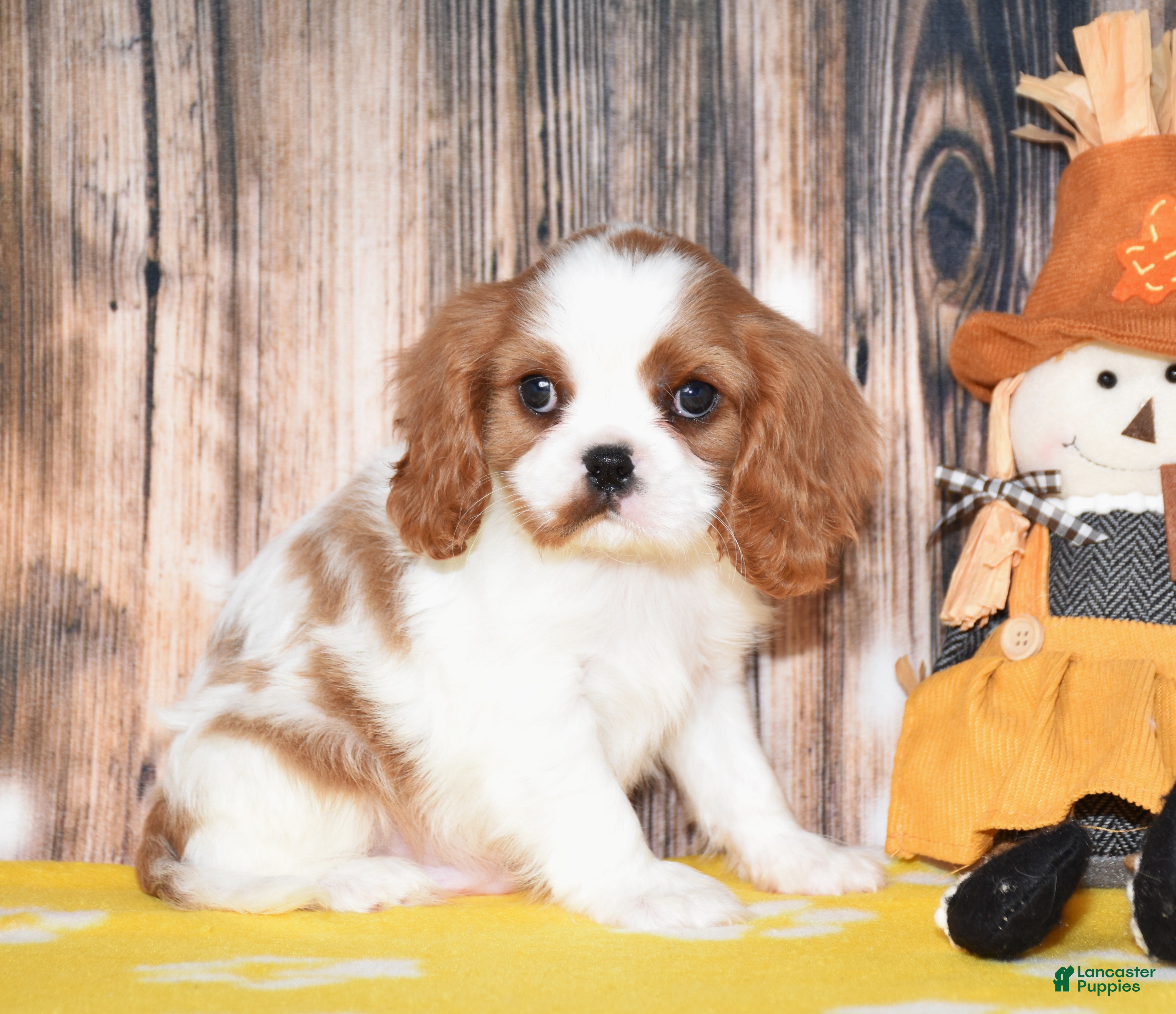 Cavalier King Charles Spaniel dogs for sale: Gizmo - Ad 1